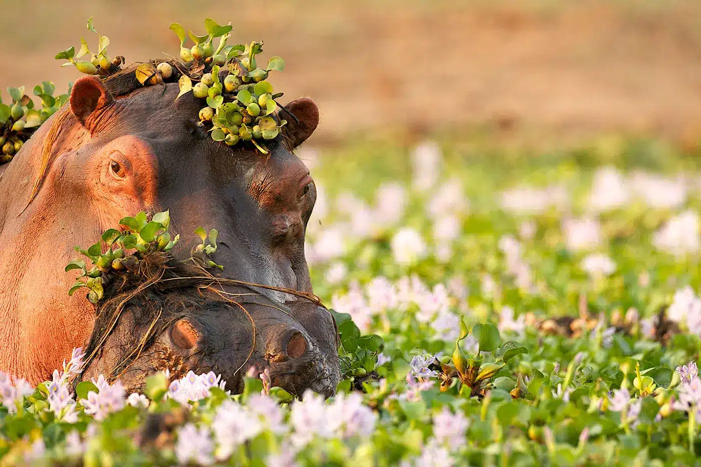 3 Days Tanzania Safari — Ngorongoro Crater