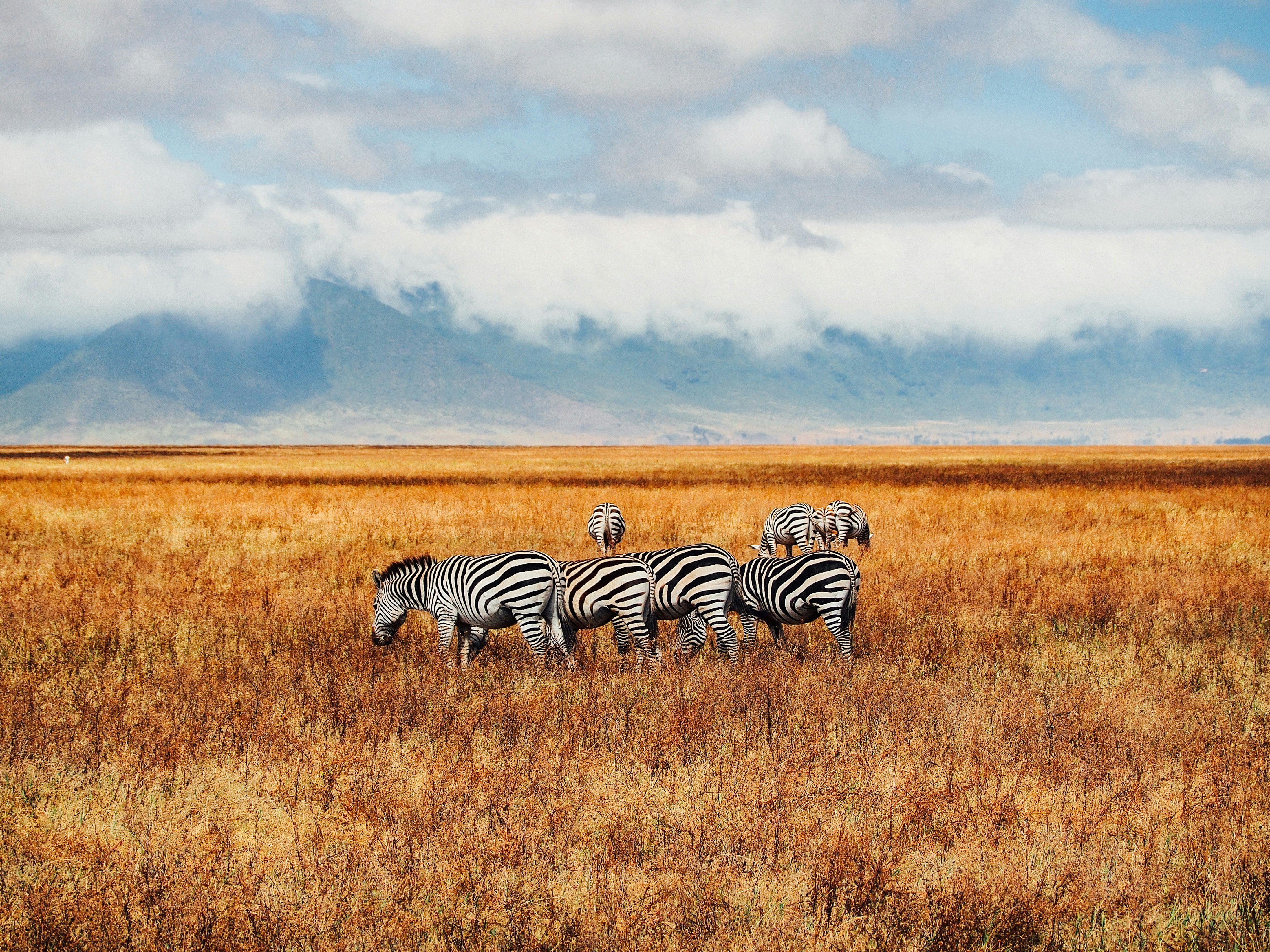 4 Days Tanzania Safari