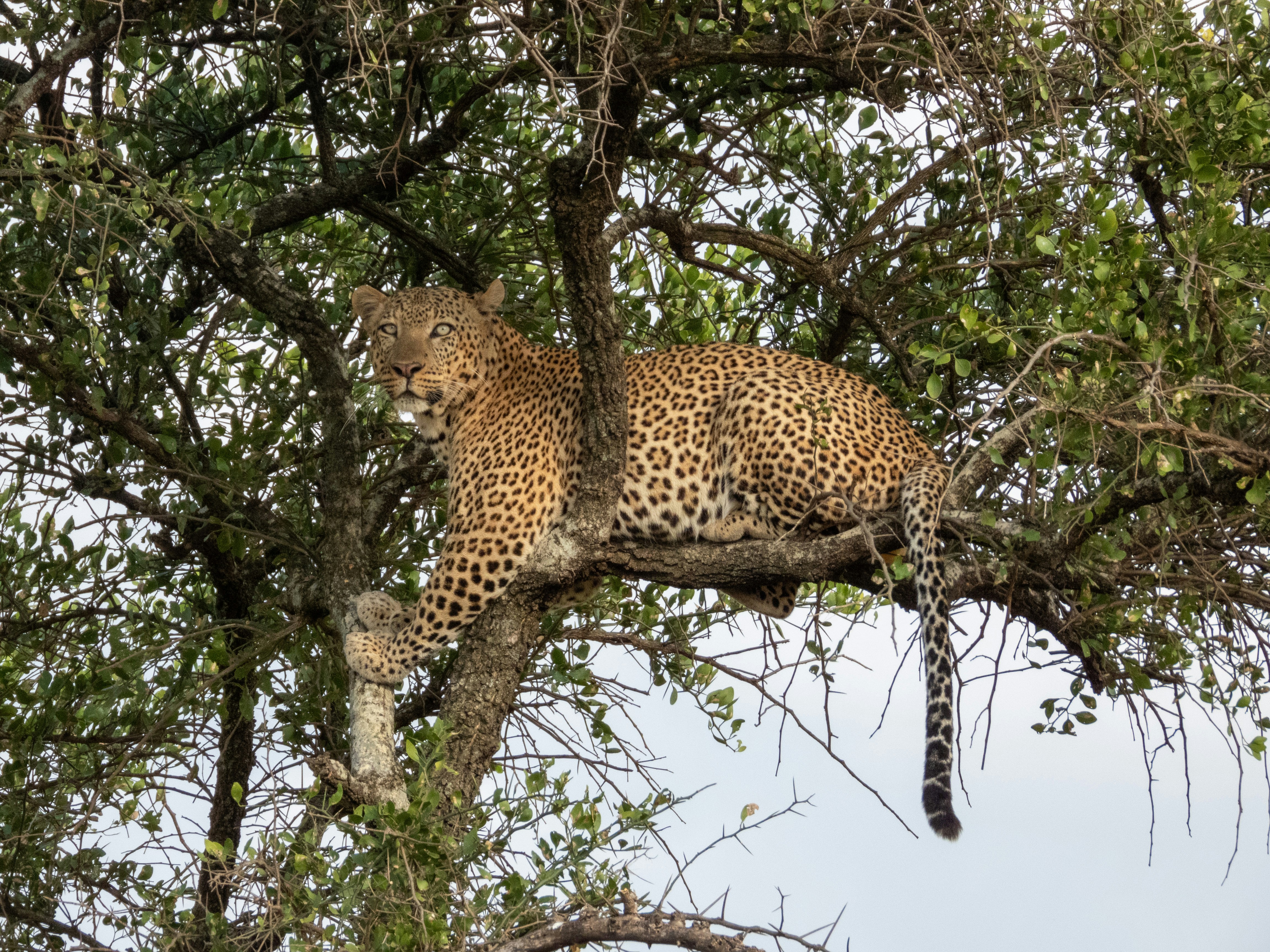 5 Days Tanzania Safari