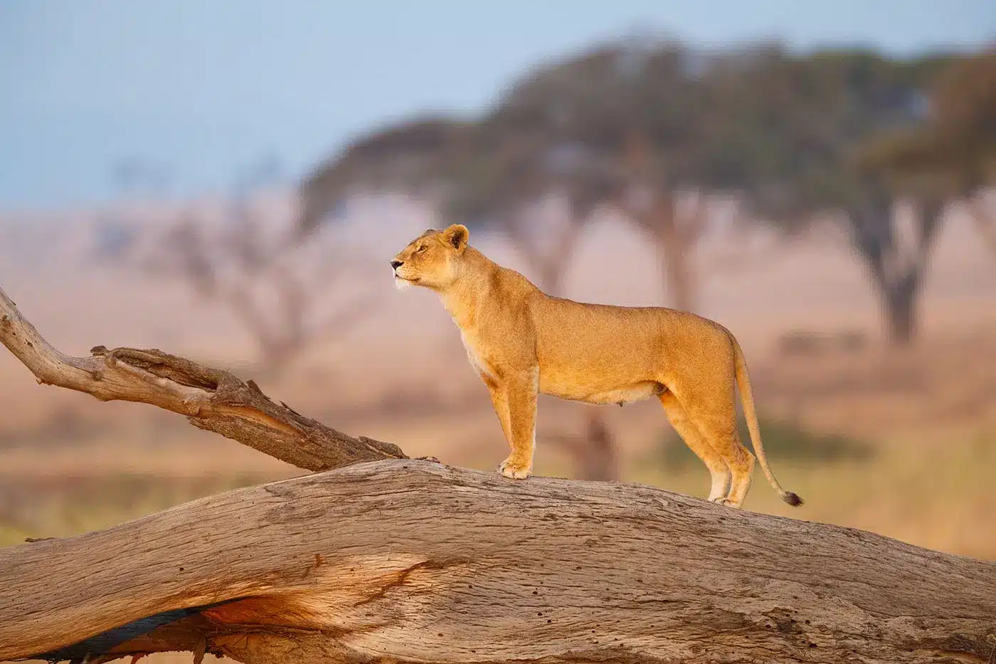 5 Days Tanzania Safari — Tarangire and Serengeti