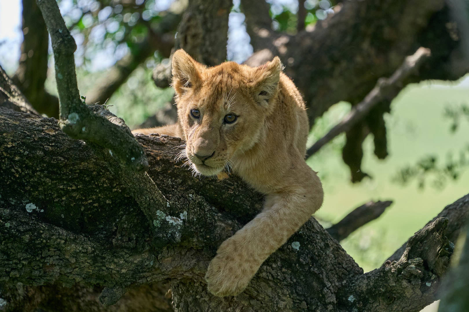 Ngorongoro Crater