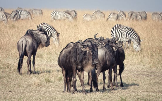 4 Days Safari — Serengeti & Ngorongoro