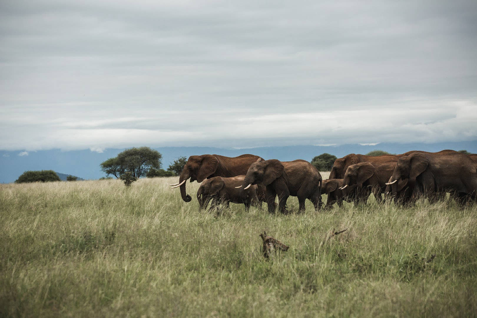 Tarangire National Park